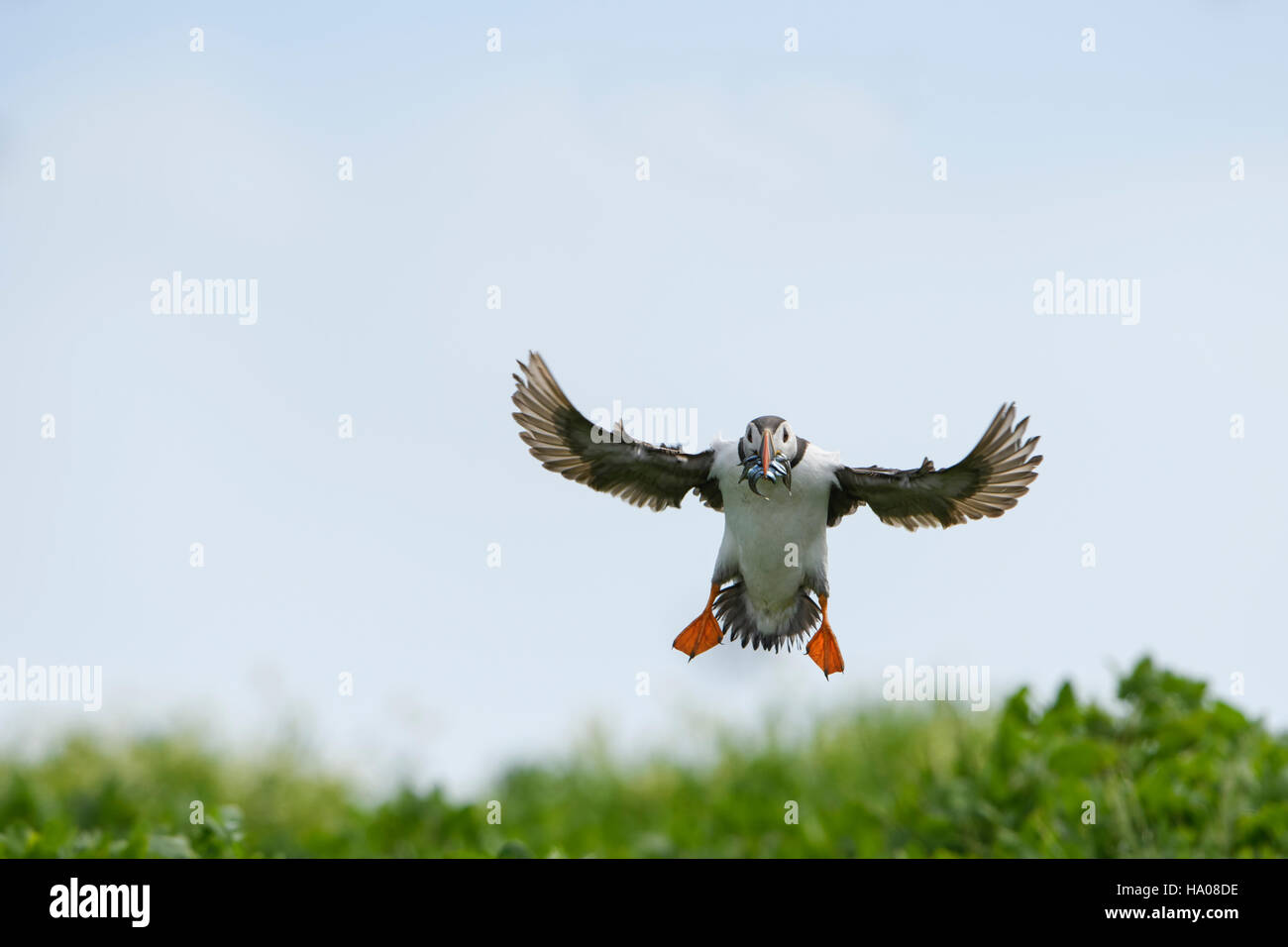 An atlantic puffin (Fratercula arctica) in flight with a beak full of sandeels for young, Farne Islands, Northumberland, UK Stock Photo