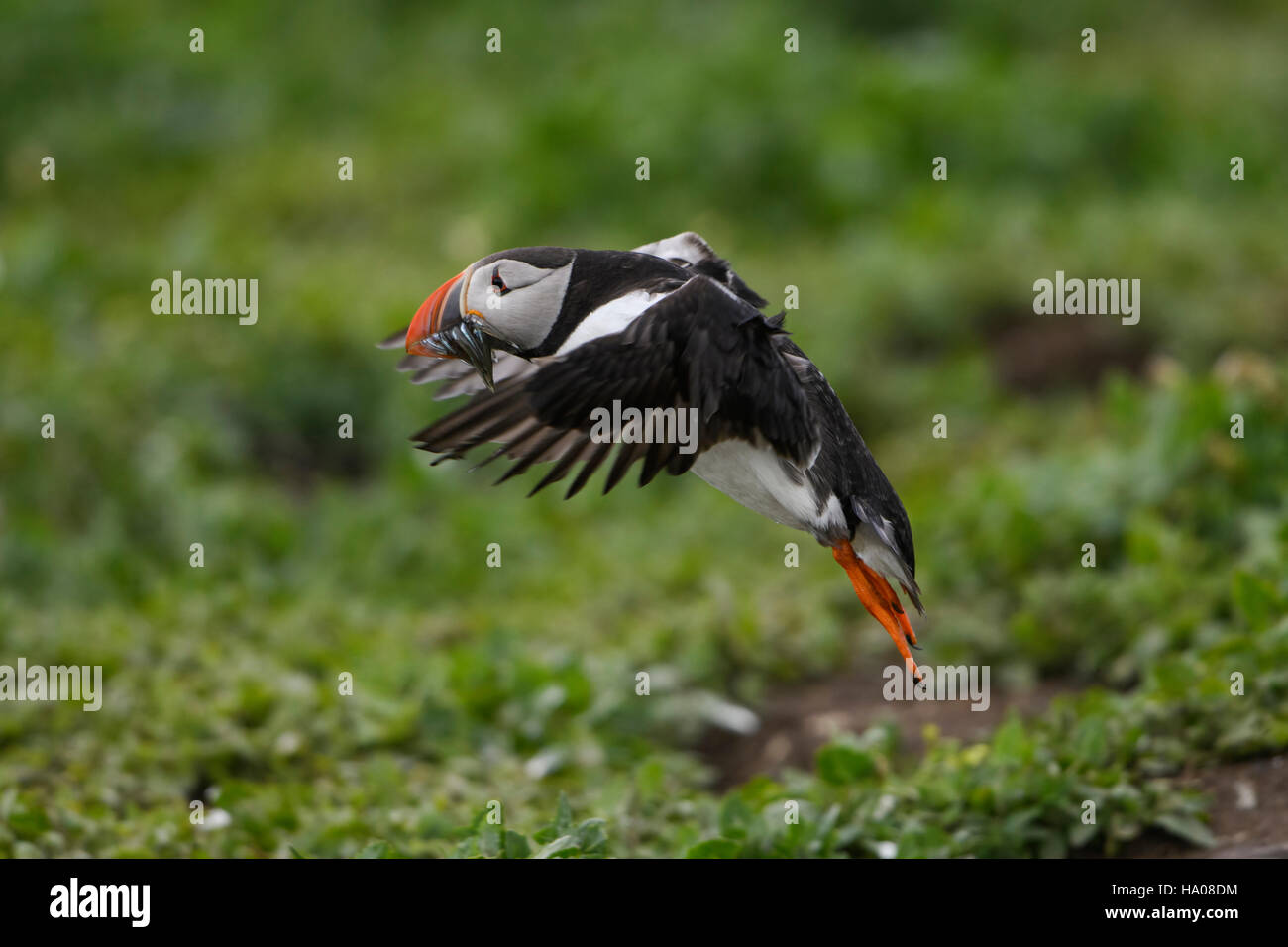 An atlantic puffin (Fratercula arctica) in flight with a beak full of sandeels for young, Farne Islands, Northumberland, UK Stock Photo