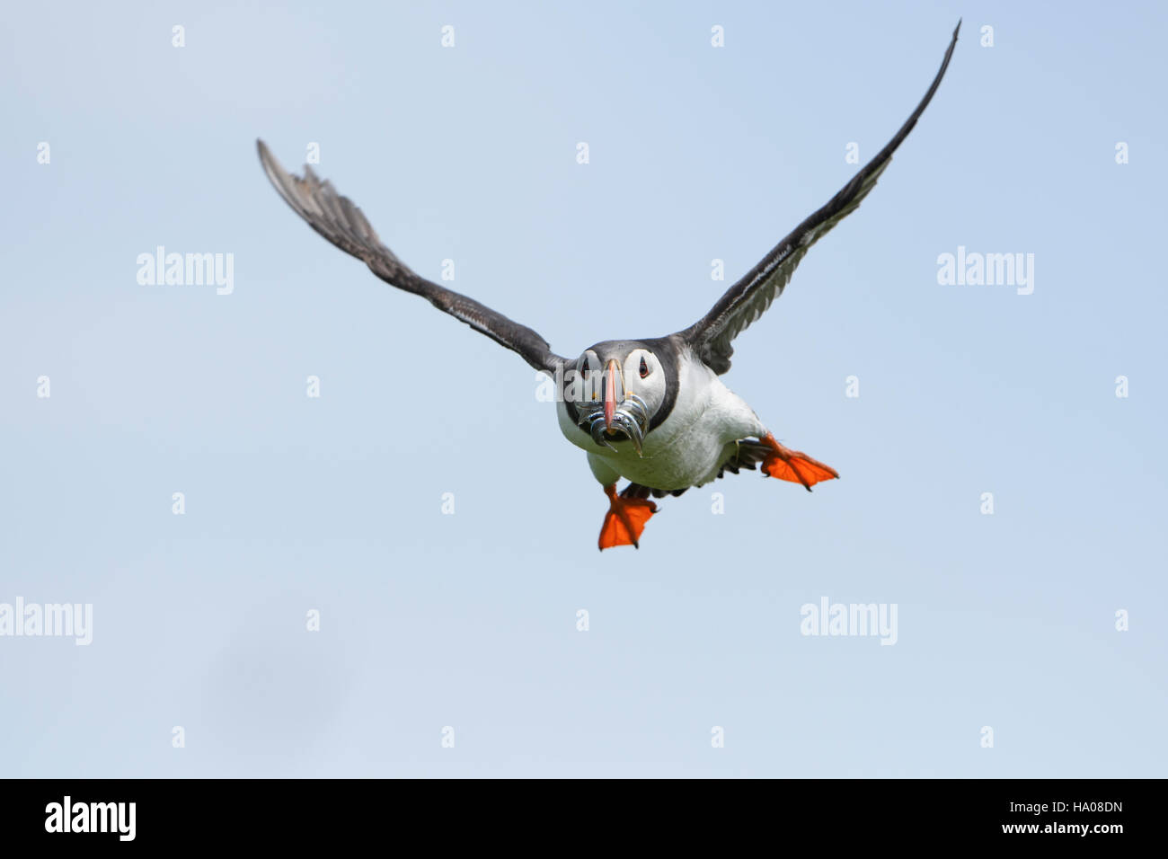 An atlantic puffin (Fratercula arctica) in flight with a beak full of sandeels for young, Farne Islands, Northumberland, UK Stock Photo