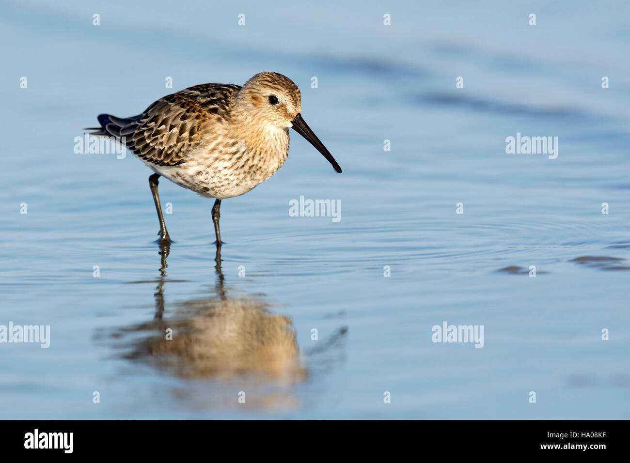 Dunlin (Calidris alpina), foraging in shallow water, Lake Constance, Vorarlberg, Austria Stock Photo