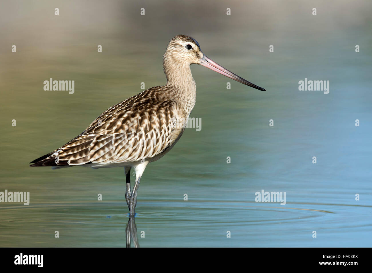 Bar-tailed godwit (Limosa lapponica) in water, Lake Constance, Vorarlberg, Austria Stock Photo