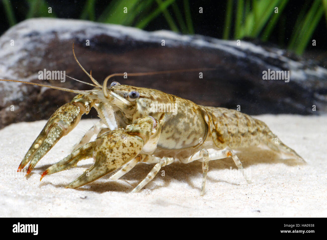 Crayfish, an important freshwater species, play a role in aquatic ...