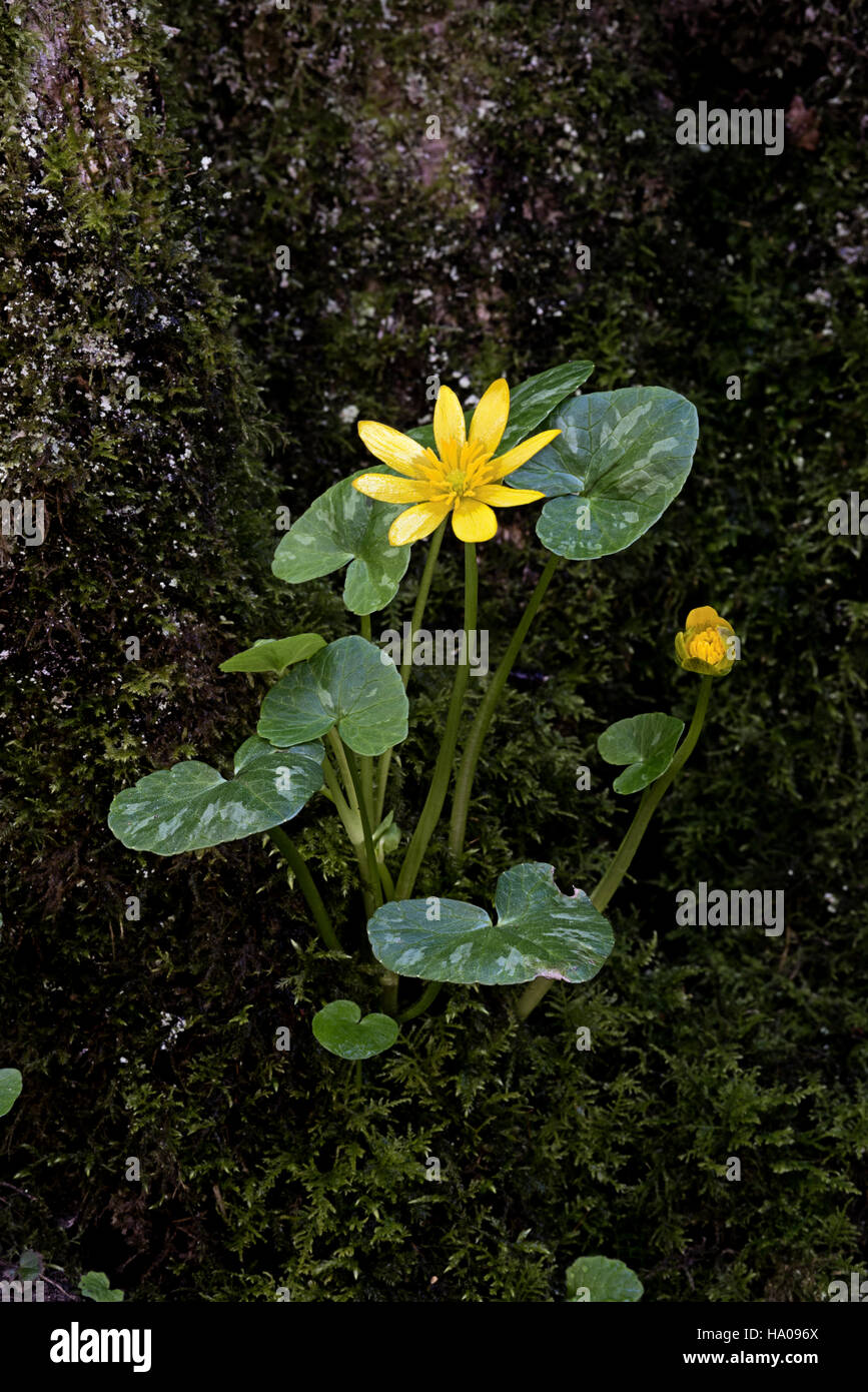 lesser celandine Ranunculus ficaria in flower yellow spring Stock Photo