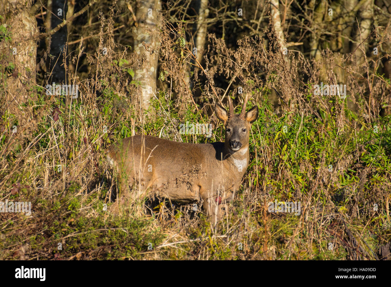 Roe Deer Buck Stock Photo - Alamy