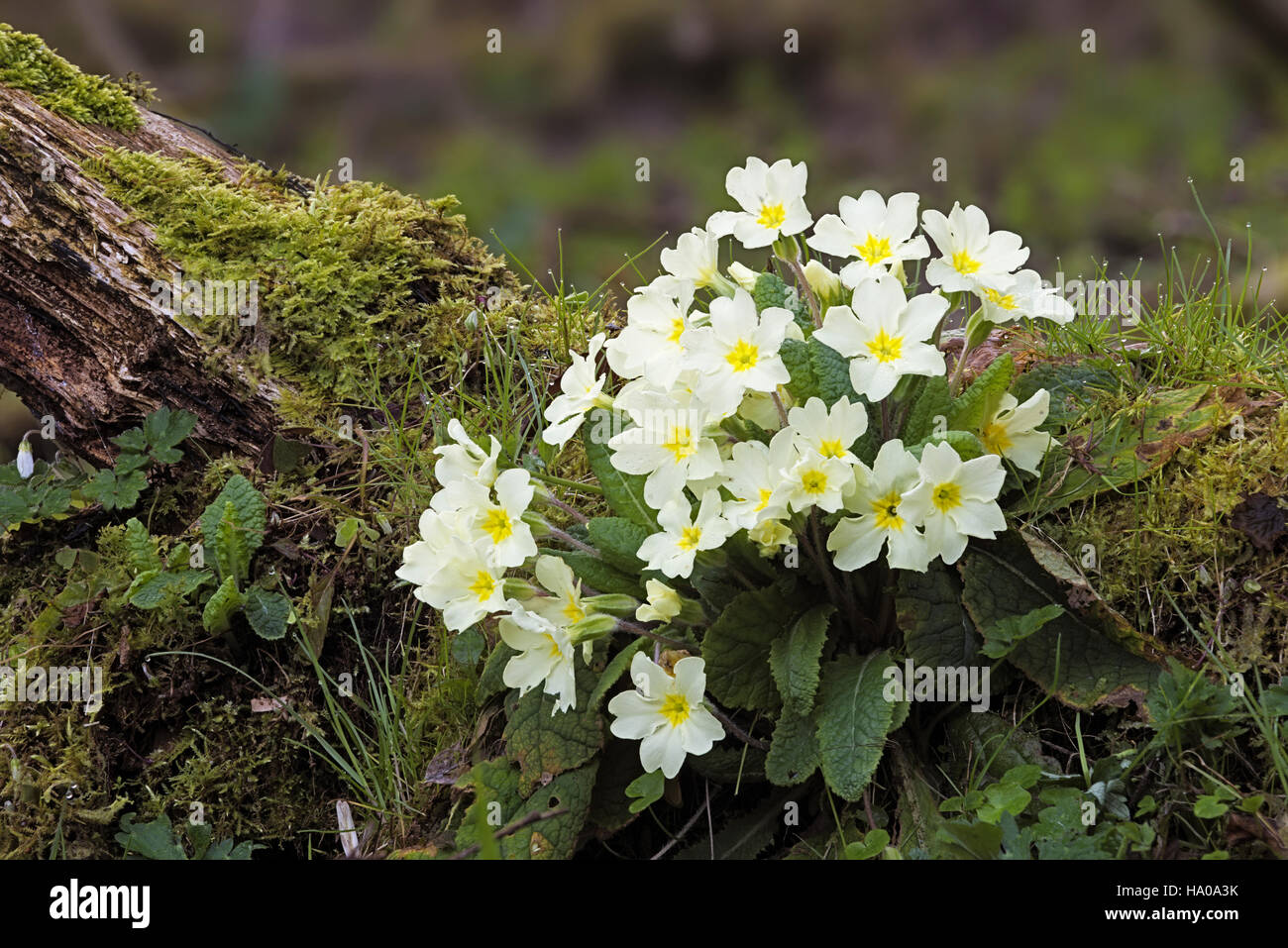 Primrose Primula vulgaris in woodland wood with trees Stock Photo