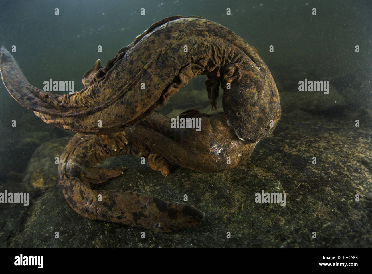 usdagov 16034928793 Two male hellbenders locked in a battle for dominance Stock Photo