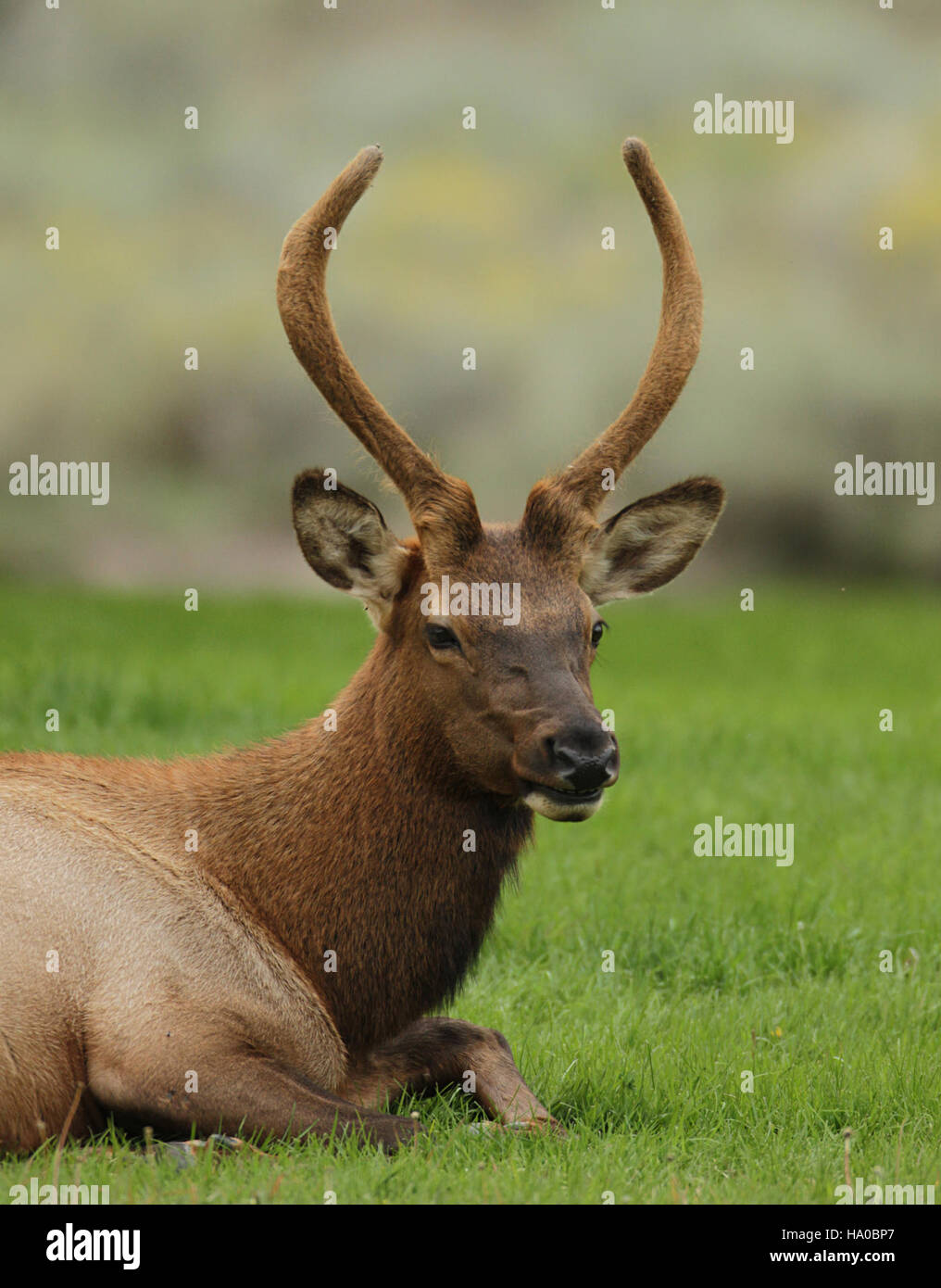 yellowstonenps 15332917955 Spike elk Stock Photo Alamy