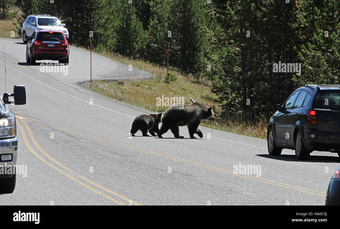 A grizzly bear sow and her cub cross the road in Yellowstone National ...