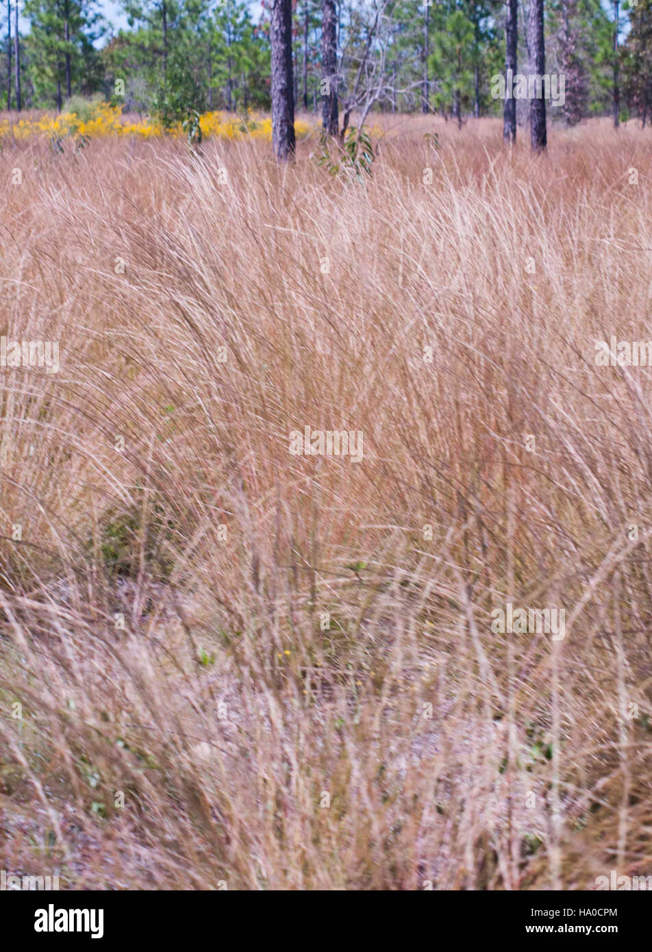 Wiregrass hires stock photography and images Alamy