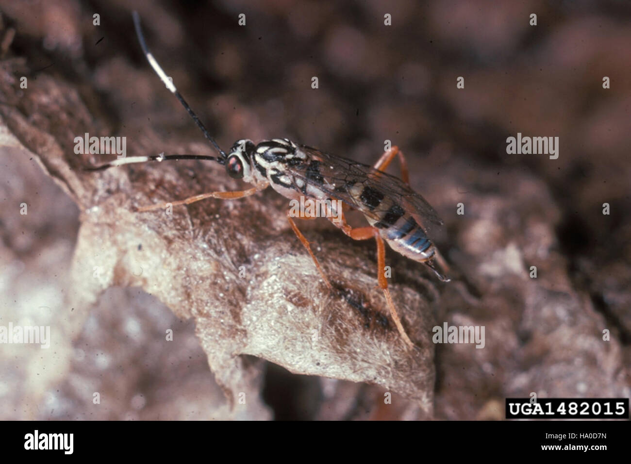 Us wasp hi-res stock photography and images - Alamy