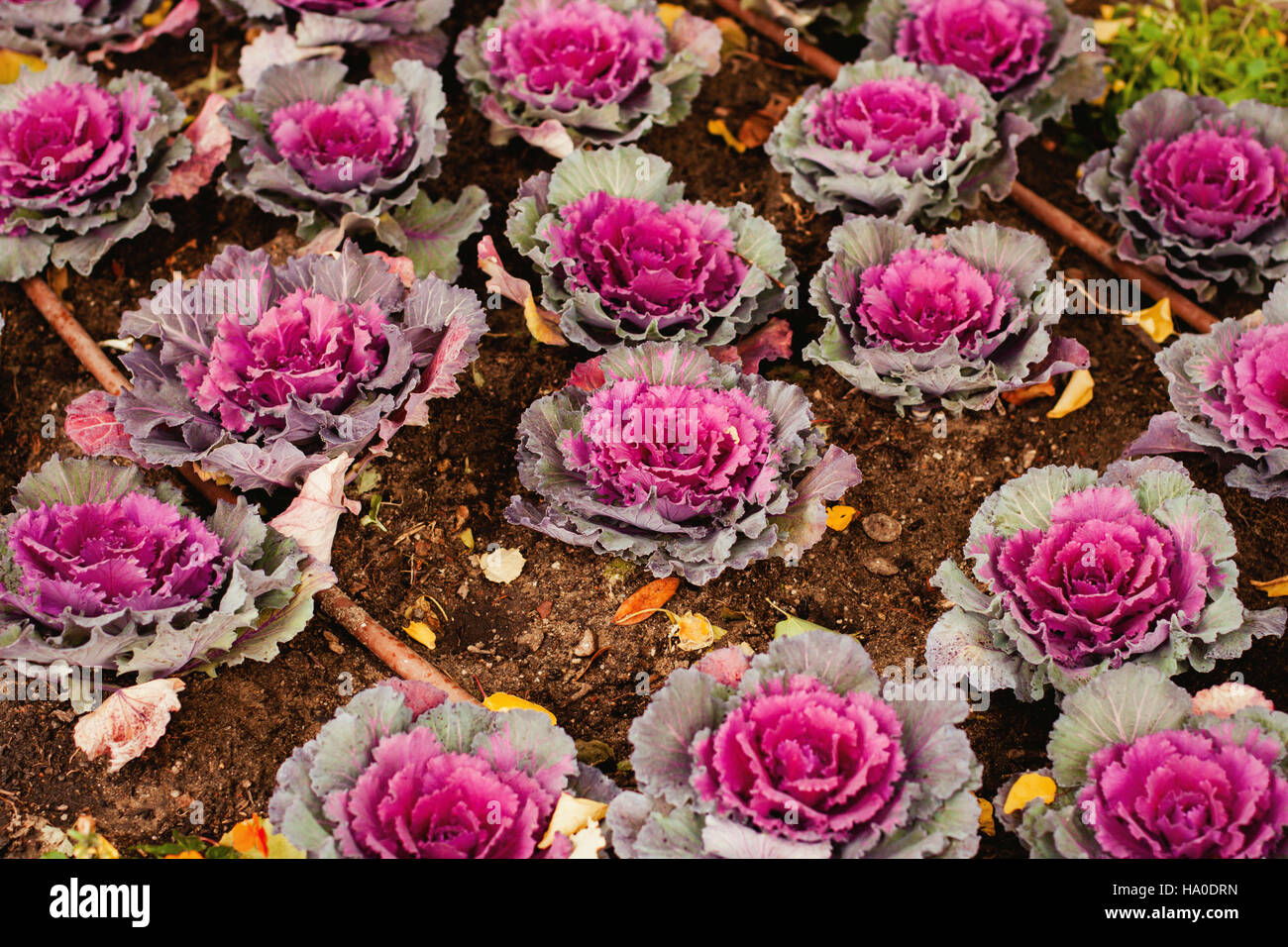 Brassica Oleracea Ornamental Cabbage in a garden Stock Photo Alamy