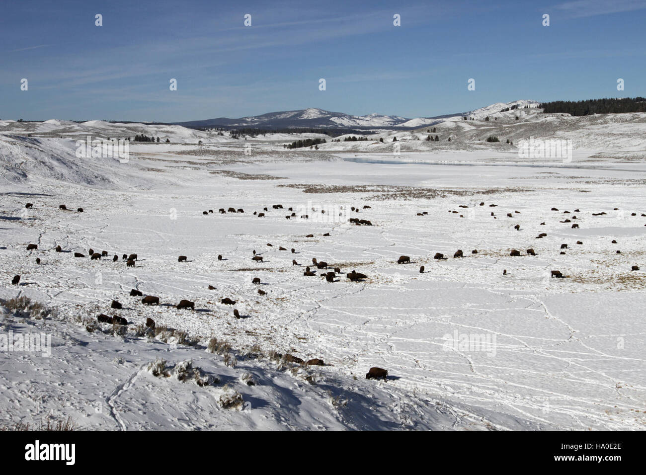 A bison roams in Yellowstone National Park, one of the park’s iconic ...