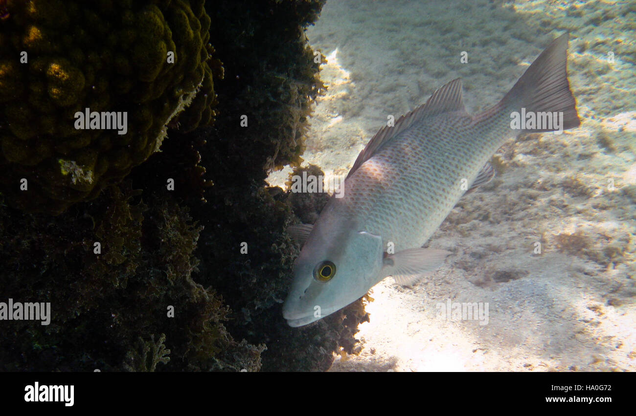 This underwater scene captured at Dry Tortugas National Park shows the ...