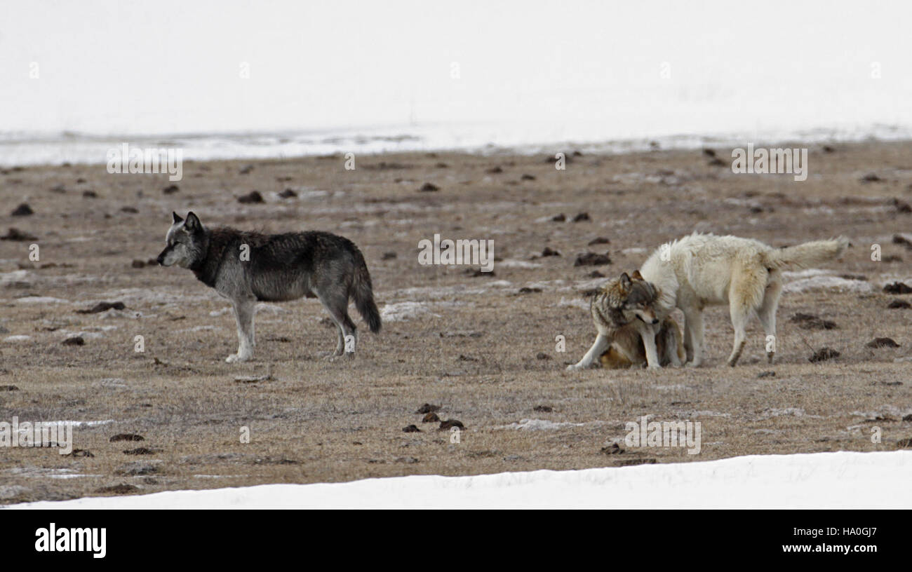 Yellowstone wolves canyon hi-res stock photography and images - Alamy