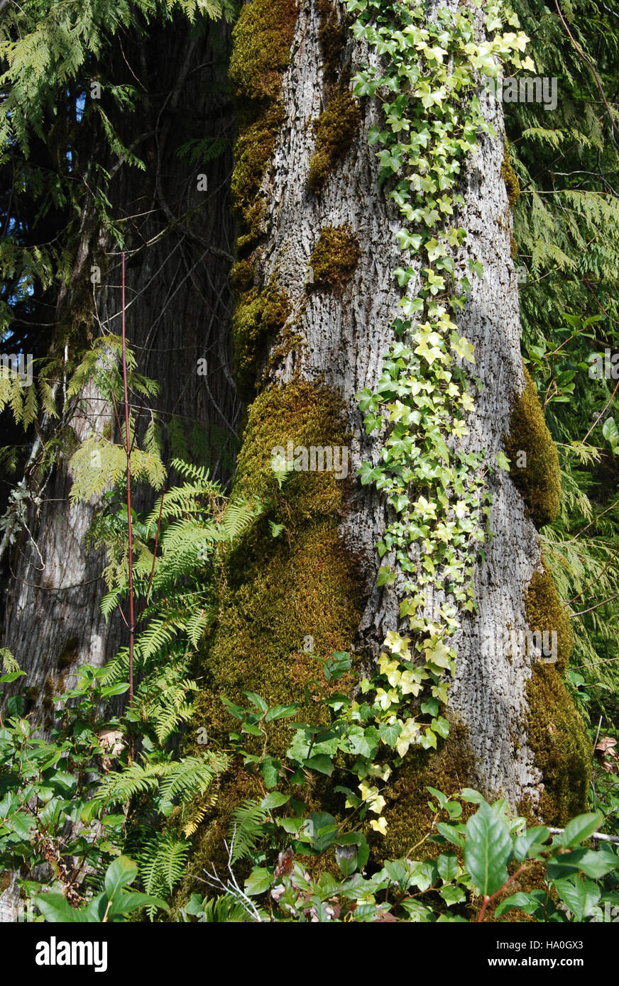 Temperate Rainforest Examples This image showcases the Quinault Rainforest in Olympic National Park ...