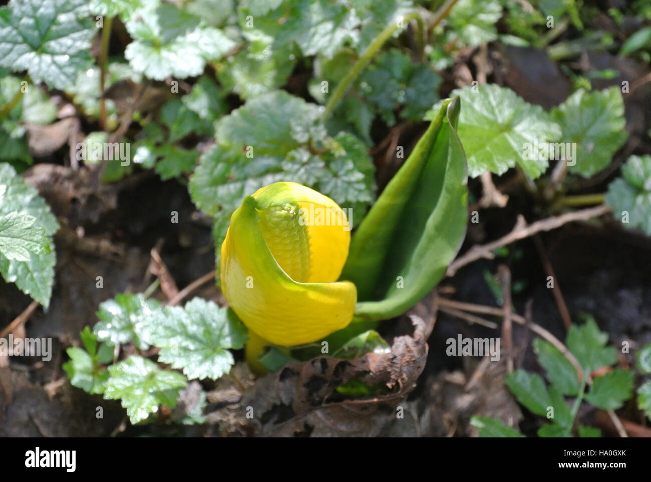 Skunk cabbage bud hires stock photography and images Alamy