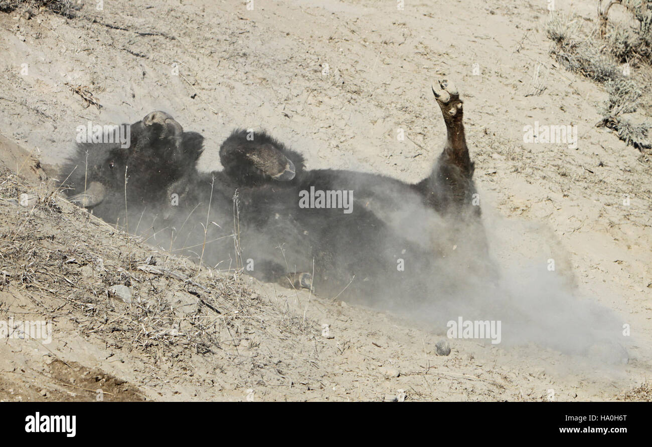 Wallowing bison hi-res stock photography and images - Alamy