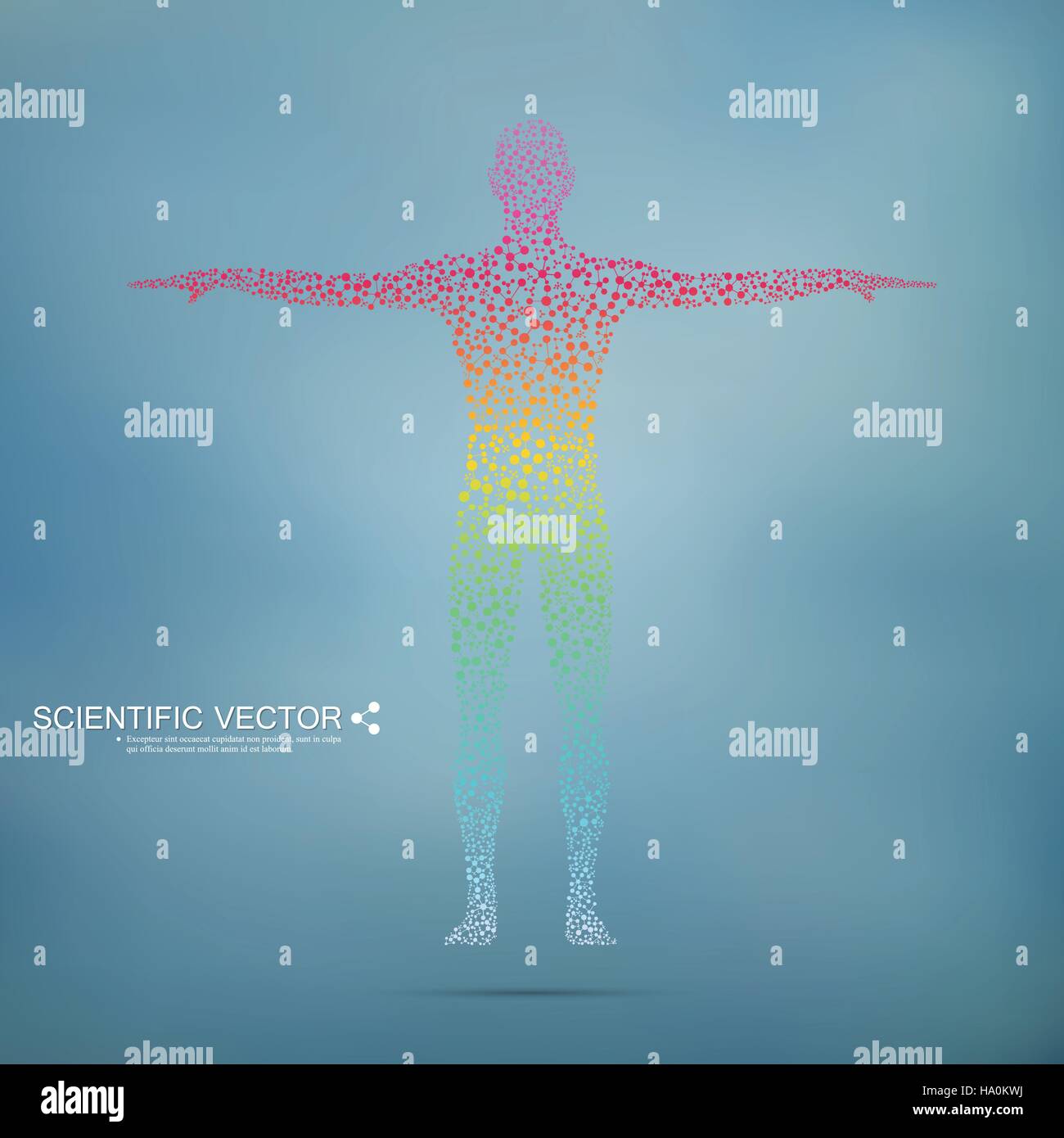 Stocky male body, illustration - Stock Image - F038/0880 - Science Photo  Library