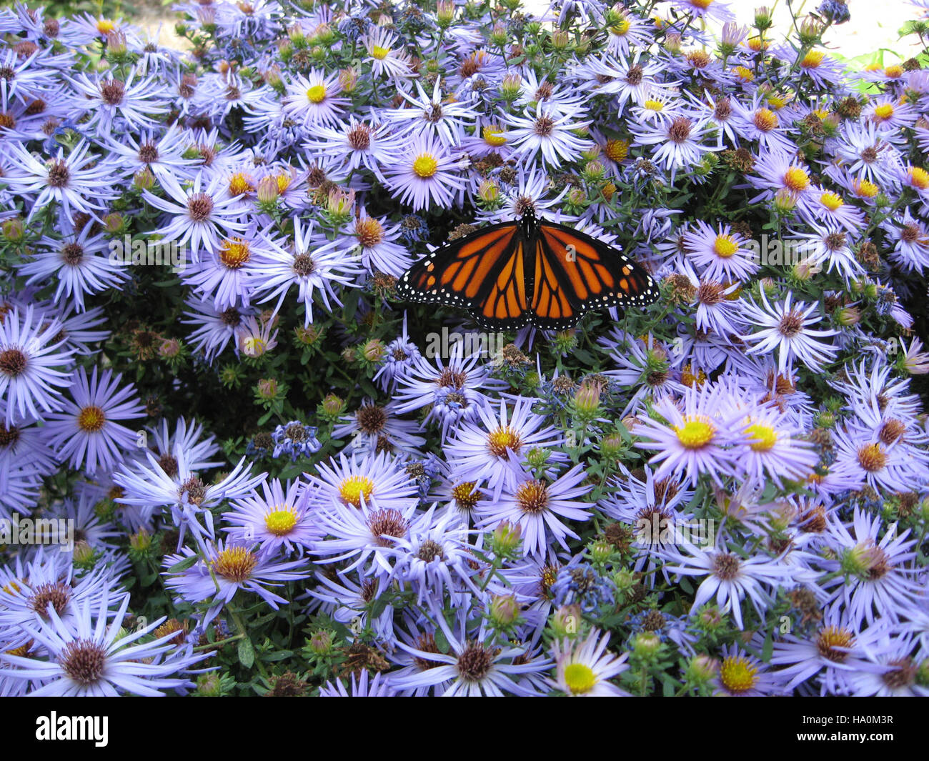 A Monarch butterfly perched on Asters, showcasing the important role of ...