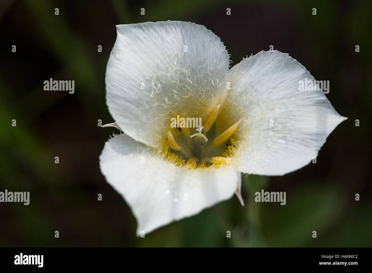 glaciernps 23443500659 Mariposa Lily - Calochortus apiculatus Stock Photo