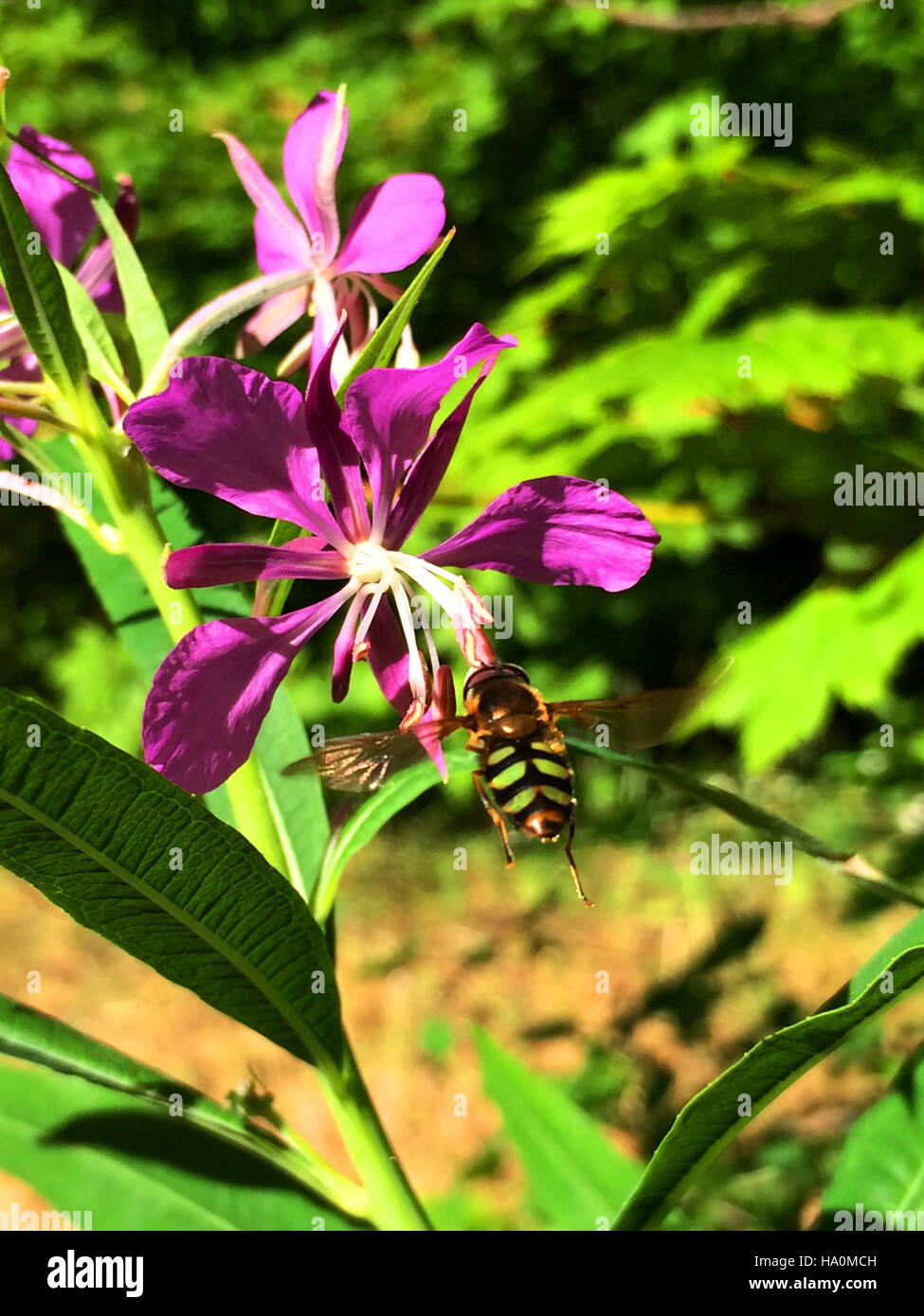 olympicnps 22554449648 fireweed flowers insects Sol Duc cbubar 2015 Stock Photo