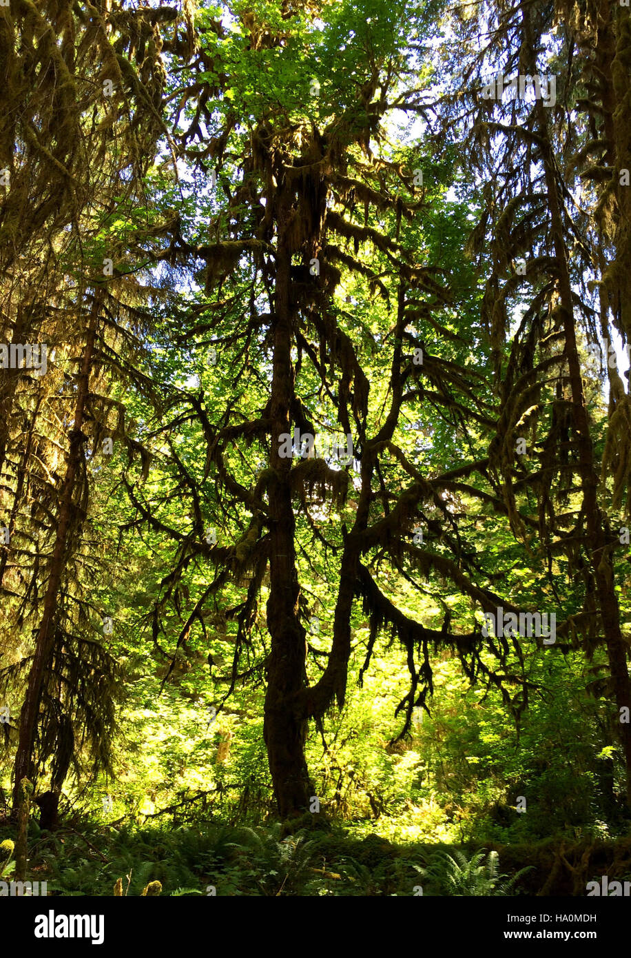 Temperate Rainforest Examples The Hoh Rain Forest in Olympic National Park is a lush ecosystem known ...