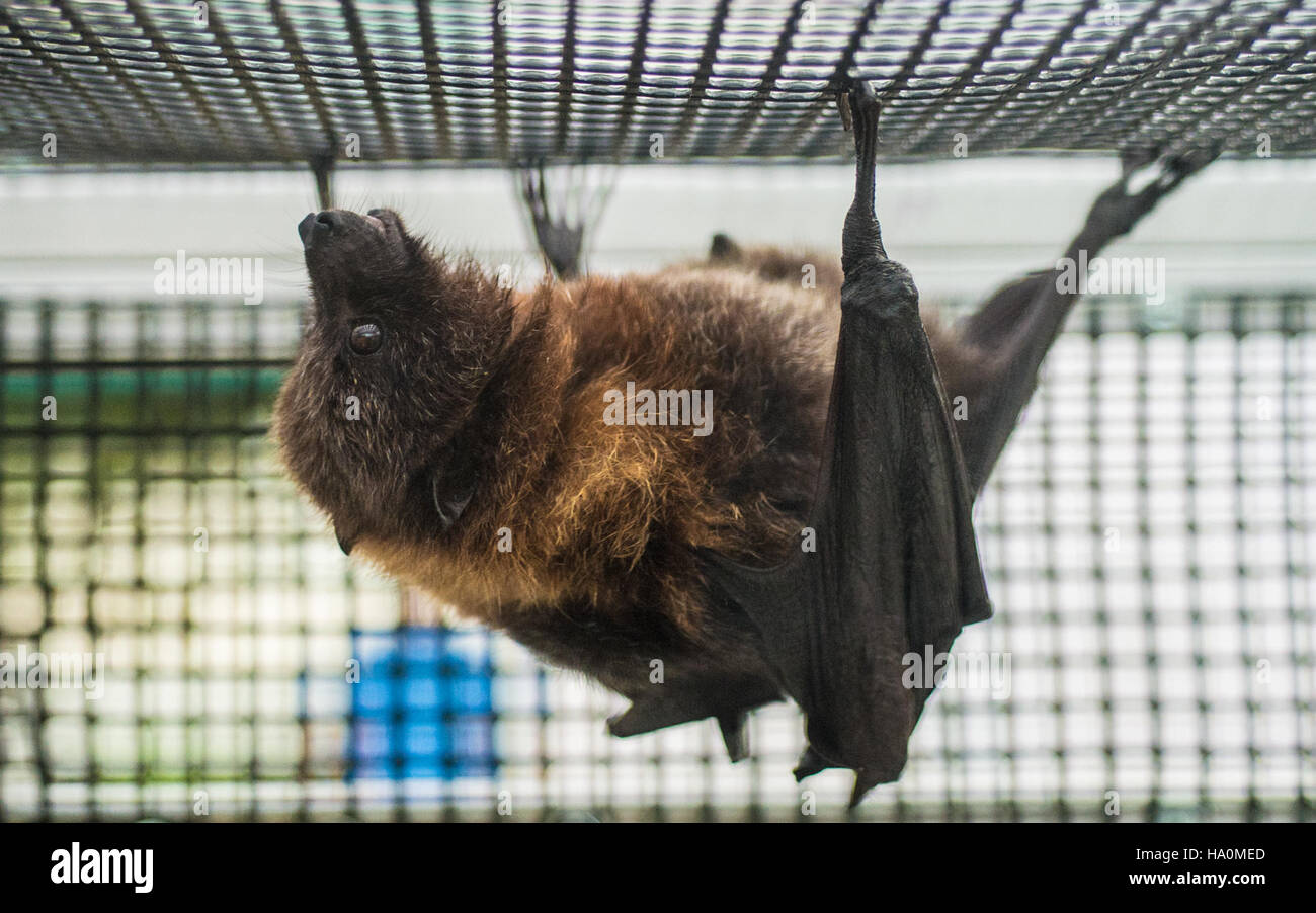 Nvswcd Nvswcd hi-res stock photography and images - Alamy