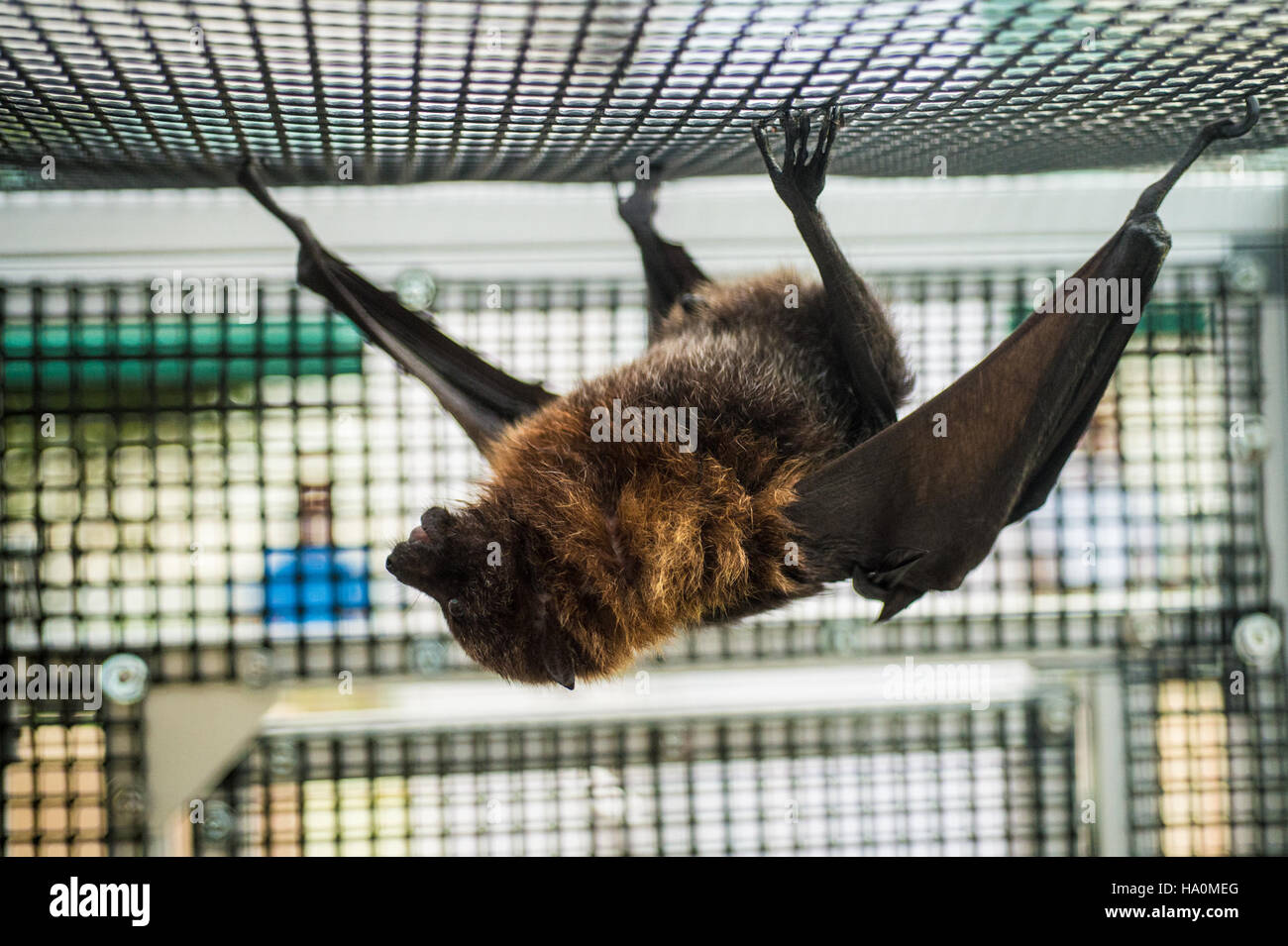 Nvswcd Nvswcd hi-res stock photography and images - Alamy