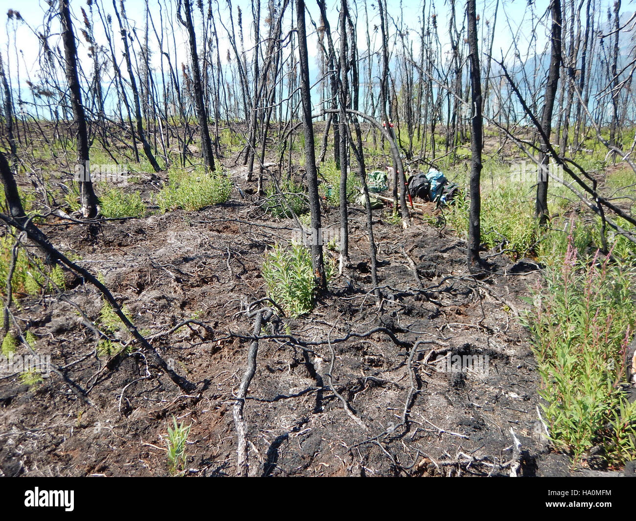 This photo captures the regrowth of vegetation in the aftermath of the ...