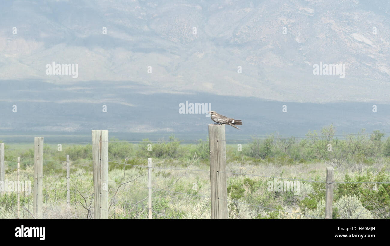 An image captured during an ecological field study highlights the ...