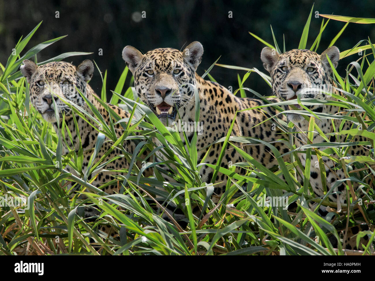 Mother Jaguar and two cubs looking out from reeds on Three Brothers River bank Stock Photo