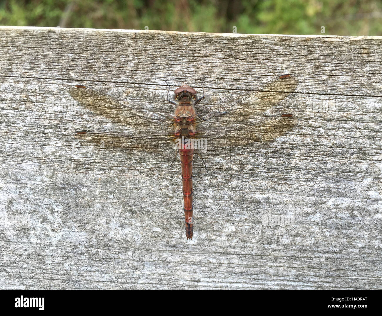 COMMON DARTER dragonfly (Sympetrum striolatum) male. Photo Tony Gale Stock Photo