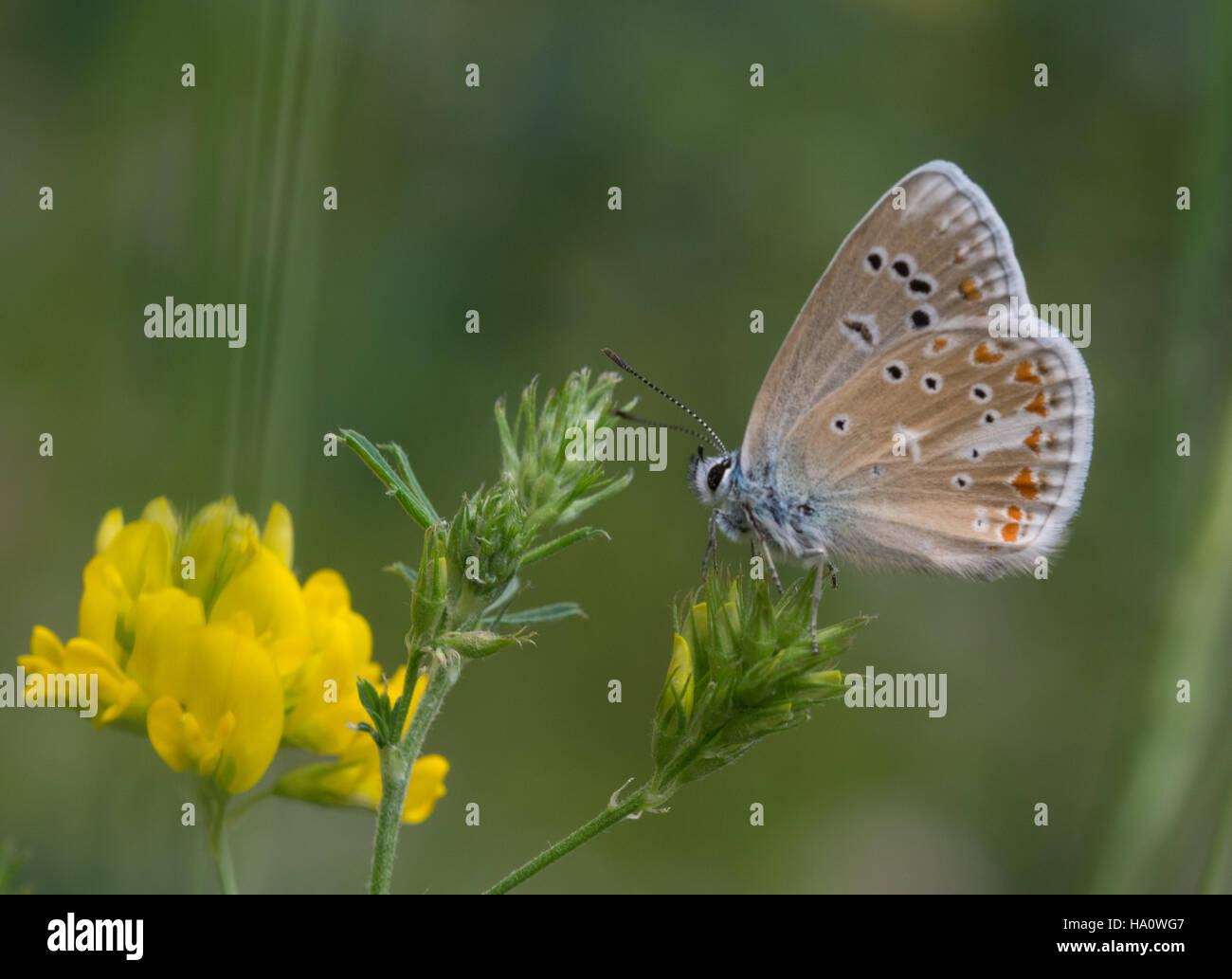 Turquoise blue butterfly (Polyommatus dorylas or Plebicula dorylas) on yellow wildflowers in southern greece Stock Photo