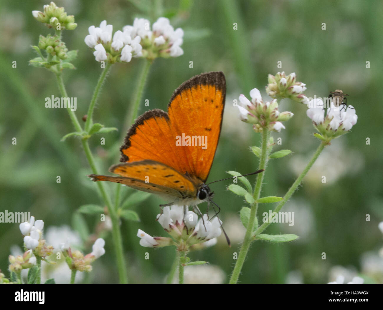 Grecian copper butterfly (Lycaena ottomana) on white flowers in southern Greece. Stock Photo