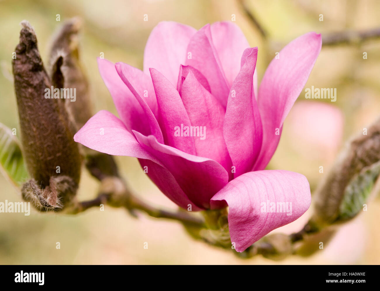 MAGNOLIA VULCAN CLOSE UP PORTRAIT Stock Photo - Alamy