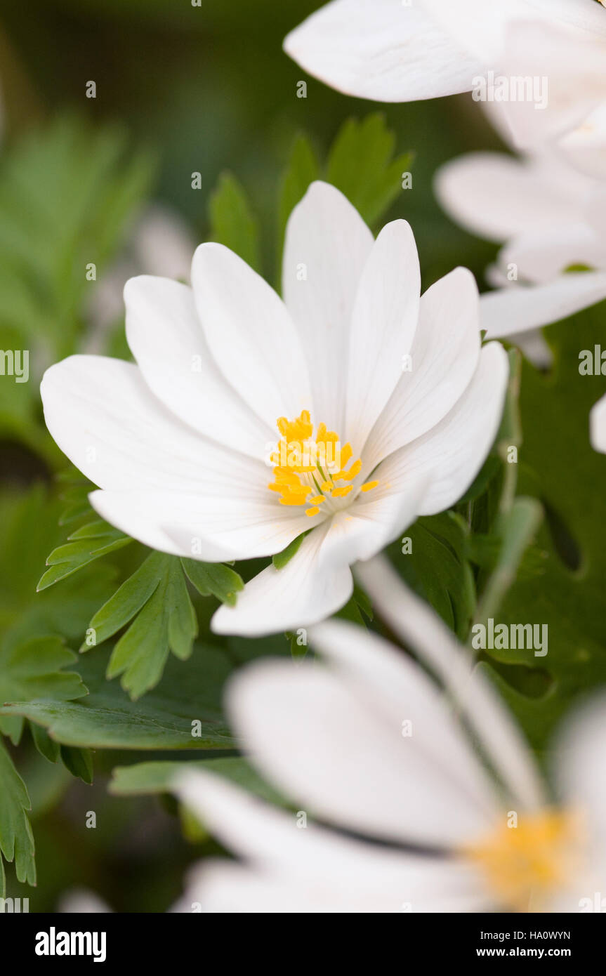 SANGUINARIA CANADENSIS CLOSE UP PORTRAIT Stock Photo