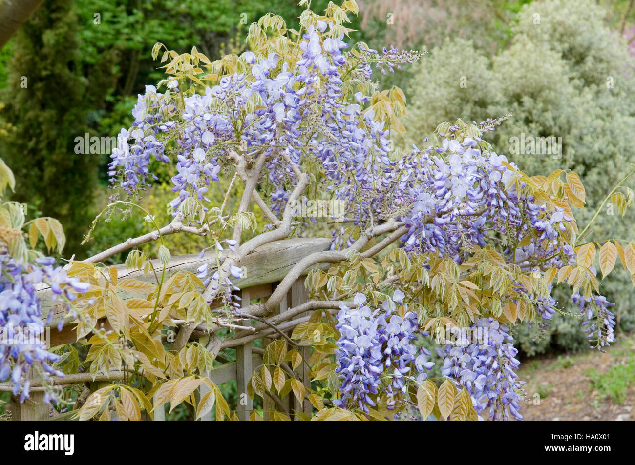 WISTERIA SINENSIS PROLIFIC TRAINED ALONG FENCE RHS GARDEN WISLEY Stock Photo