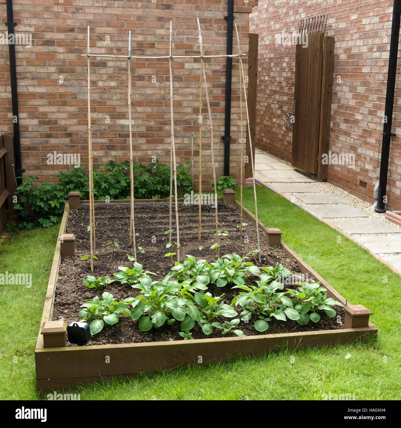 Raised bed vegetable plot set into lawn with bamboo bean poles and potato plant seedlings. Stock Photo