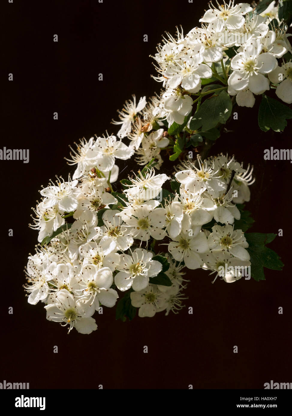 White Common Hawthorn (Crataegus monogyna) blossom and green leaf