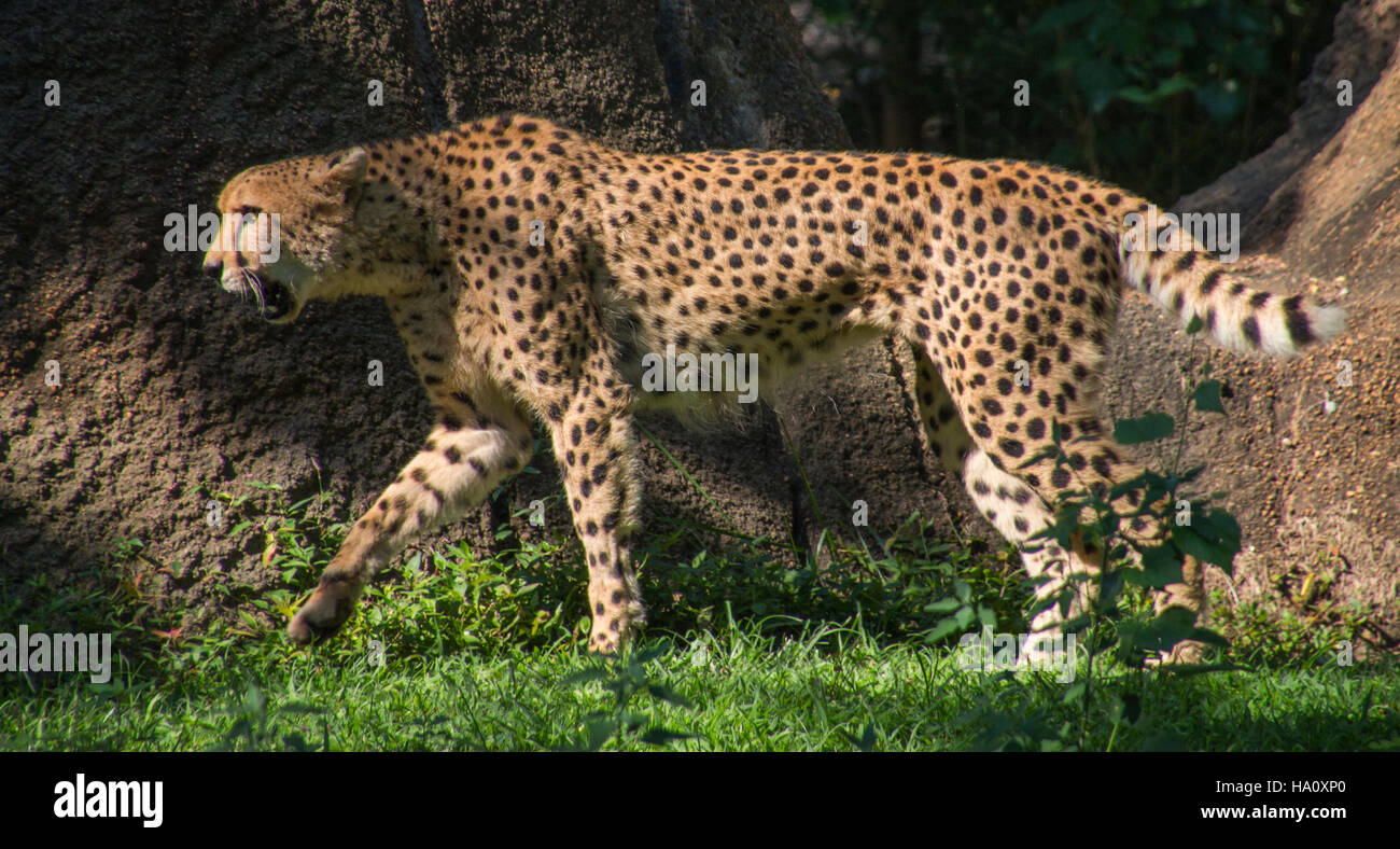 Cheetah prowling the area Stock Photo