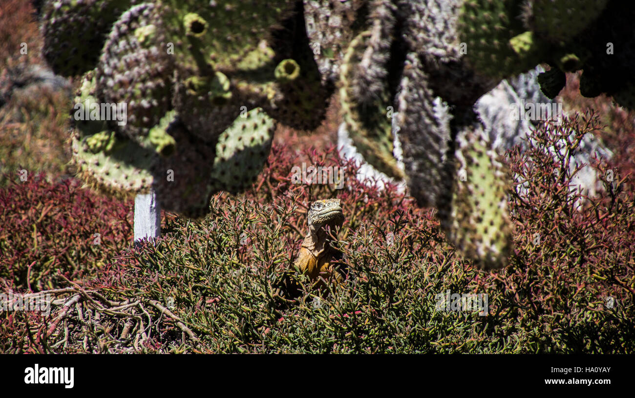 Land Iguana blending to its habitat In Galapagos Island of Santa Cruz Ecuador Stock Photo