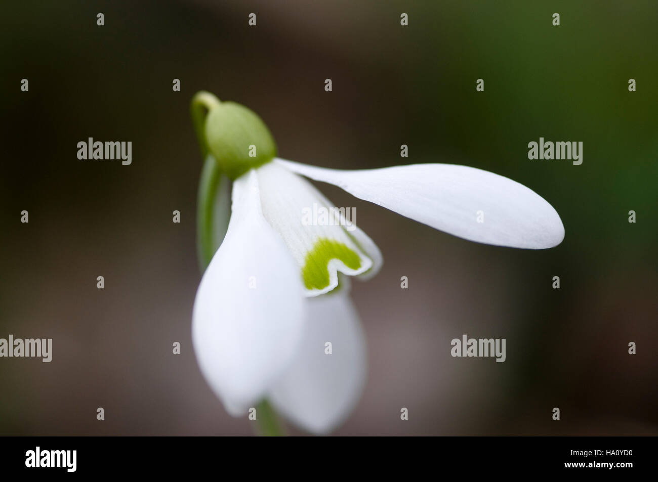 Galanthus S Arnott Close Up Portrait Stock Photo - Alamy