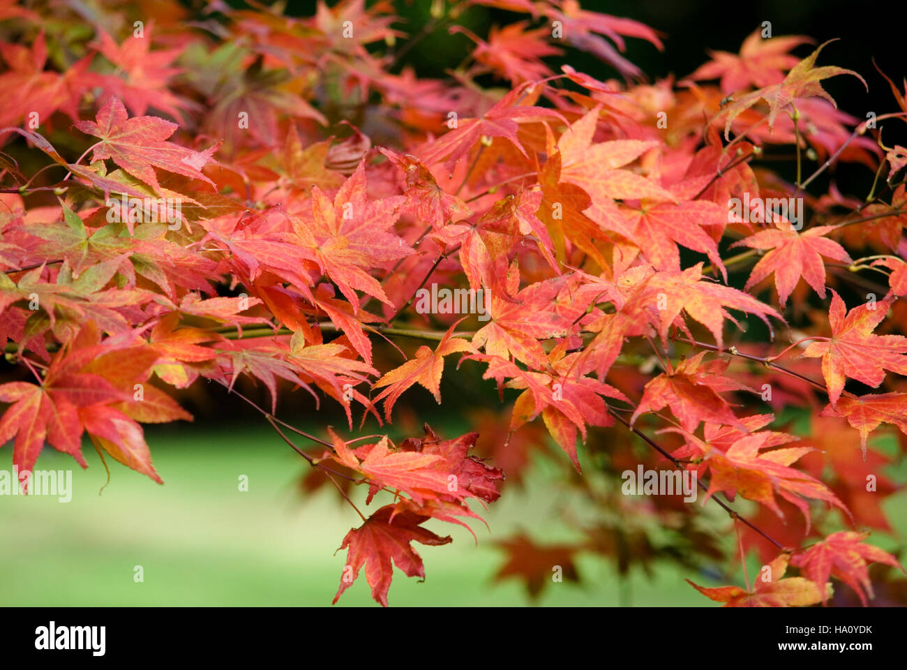 Acer Palmatum Atropurpureum Close Up Of Autumn Leaves Stock Photo Alamy