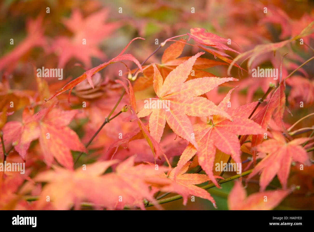 ACER PALMATUM ATROPURPUREUM AUTUMN LEAF COLOUR Stock Photo - Alamy