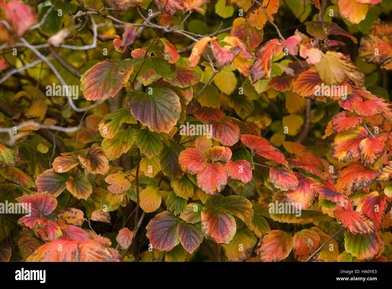 FOTHERGILLA MAJOR IN AUTUMN LEAF Stock Photo