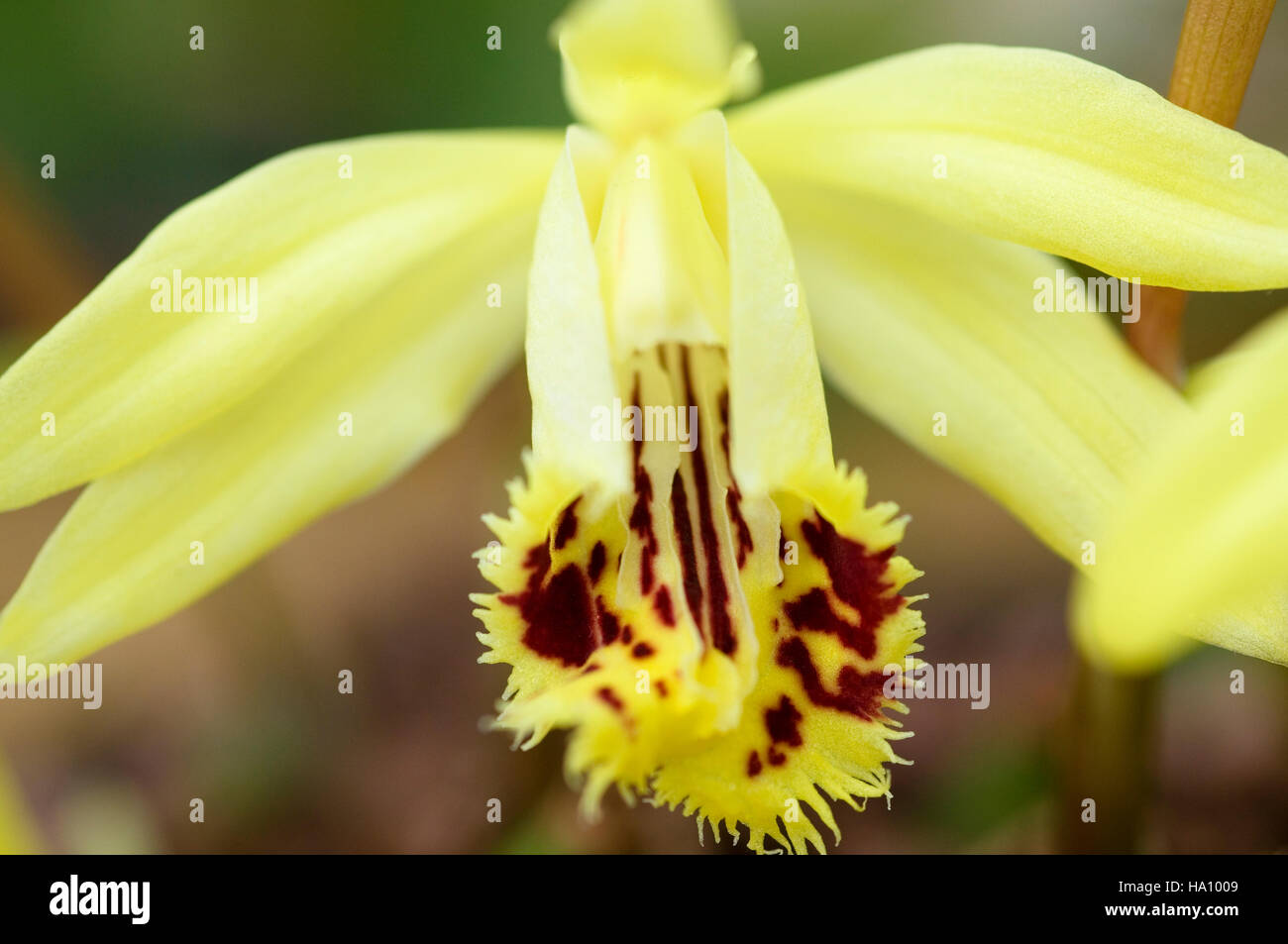 PLEIONE FORESTII ORCHID CLOSE UP Stock Photo