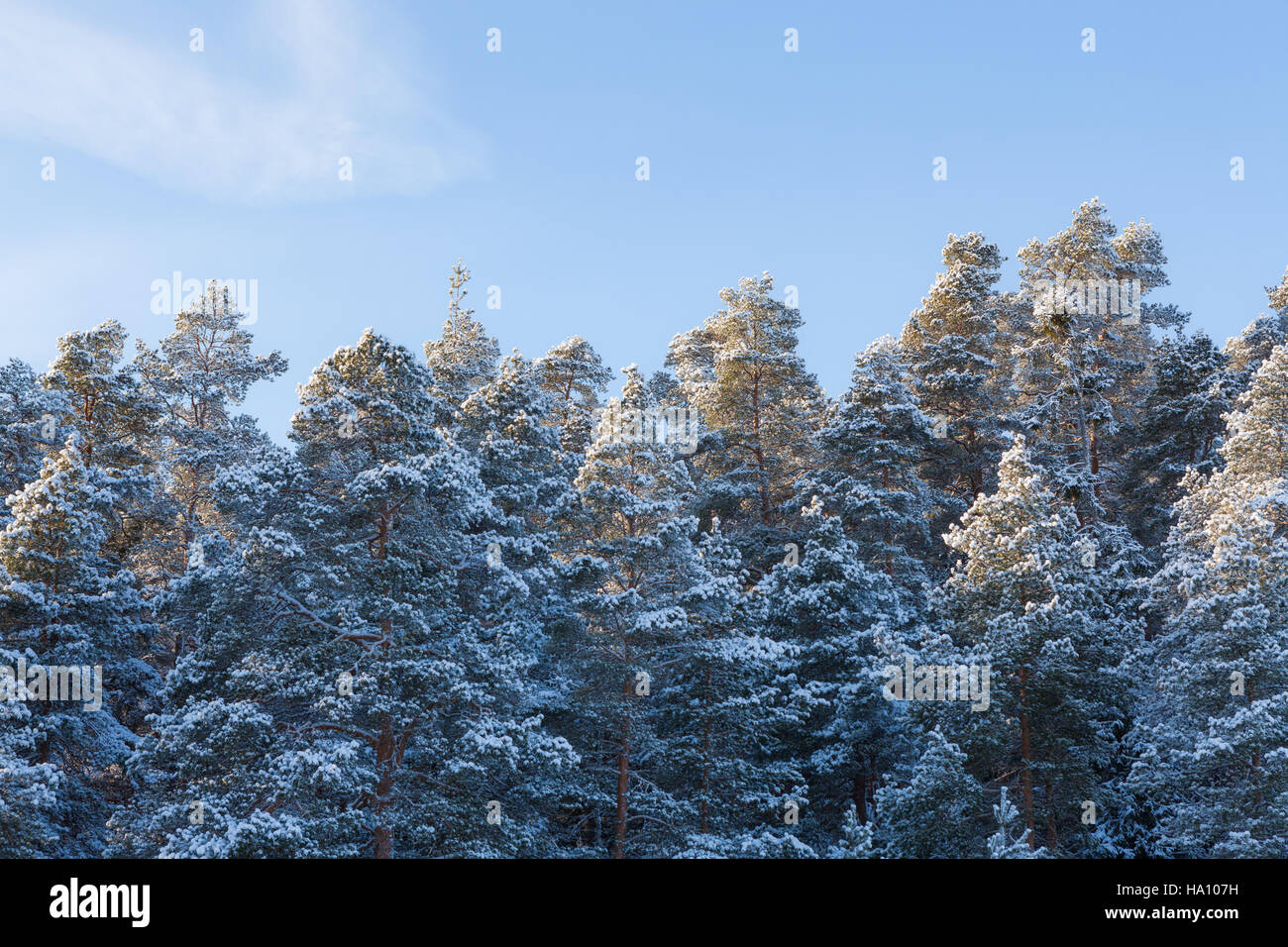 Snow covered winter forest and blue sky Stock Photo - Alamy