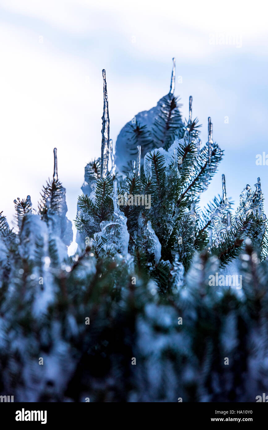 Spruce branches covered with snow and ice. Droplets of ice frozen on spruce needles and twigs, selective focus. Stock Photo