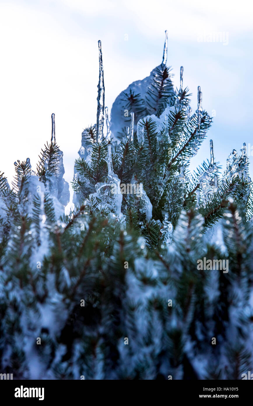 Spruce branches covered with snow and ice. Droplets of ice frozen on spruce needles and twigs, selective focus. Stock Photo
