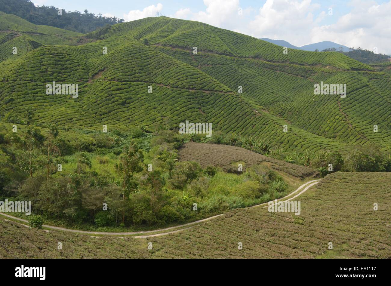 Boh Tea Hill of Cameron Highlands Stock Photo Alamy